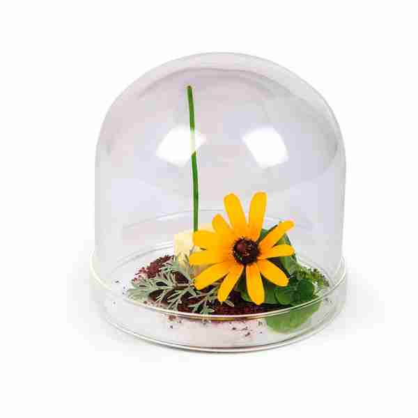 Campana con plato 11x10.5cm